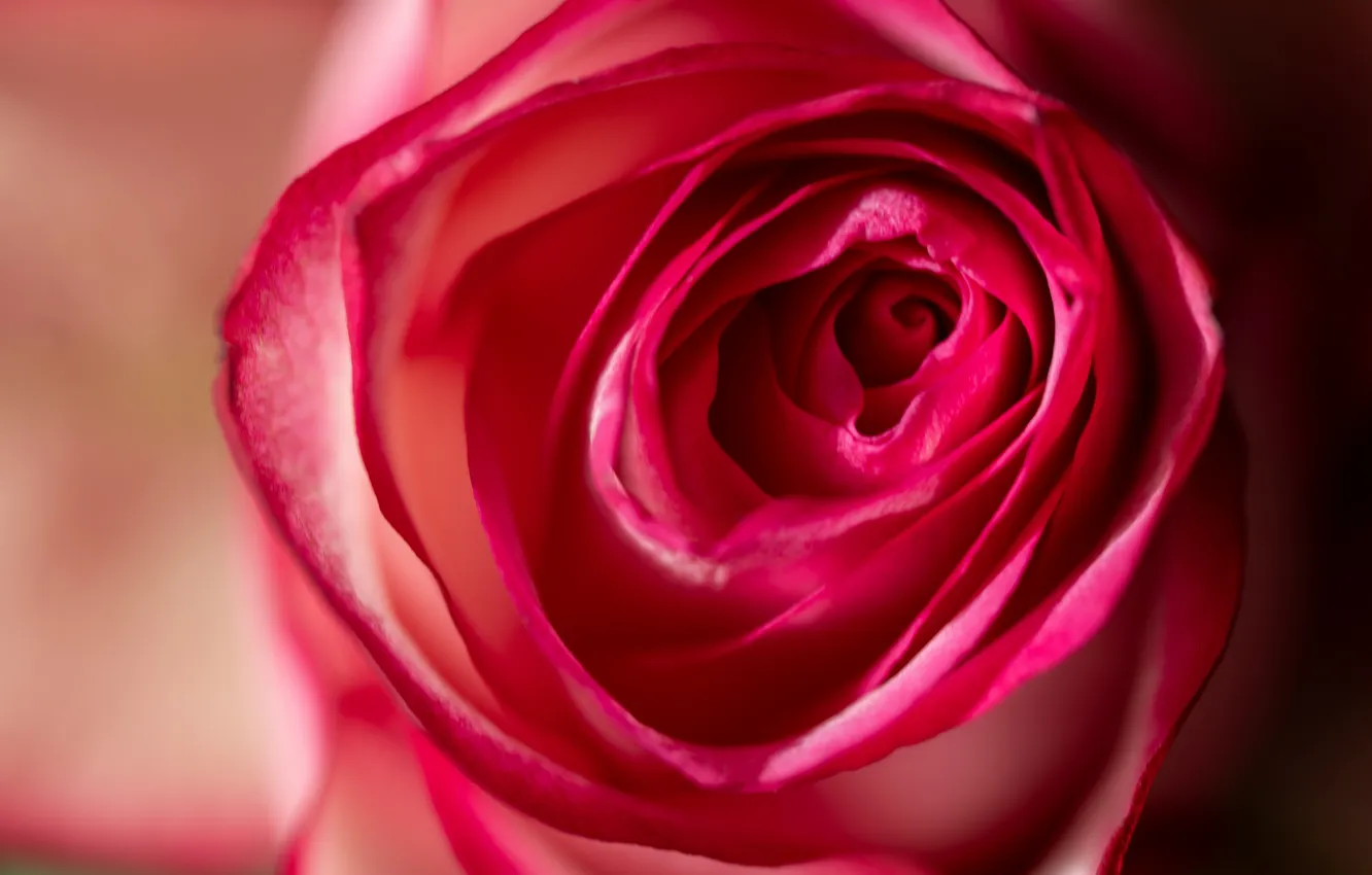 Photo wallpaper the sun, flowers, roses, pink