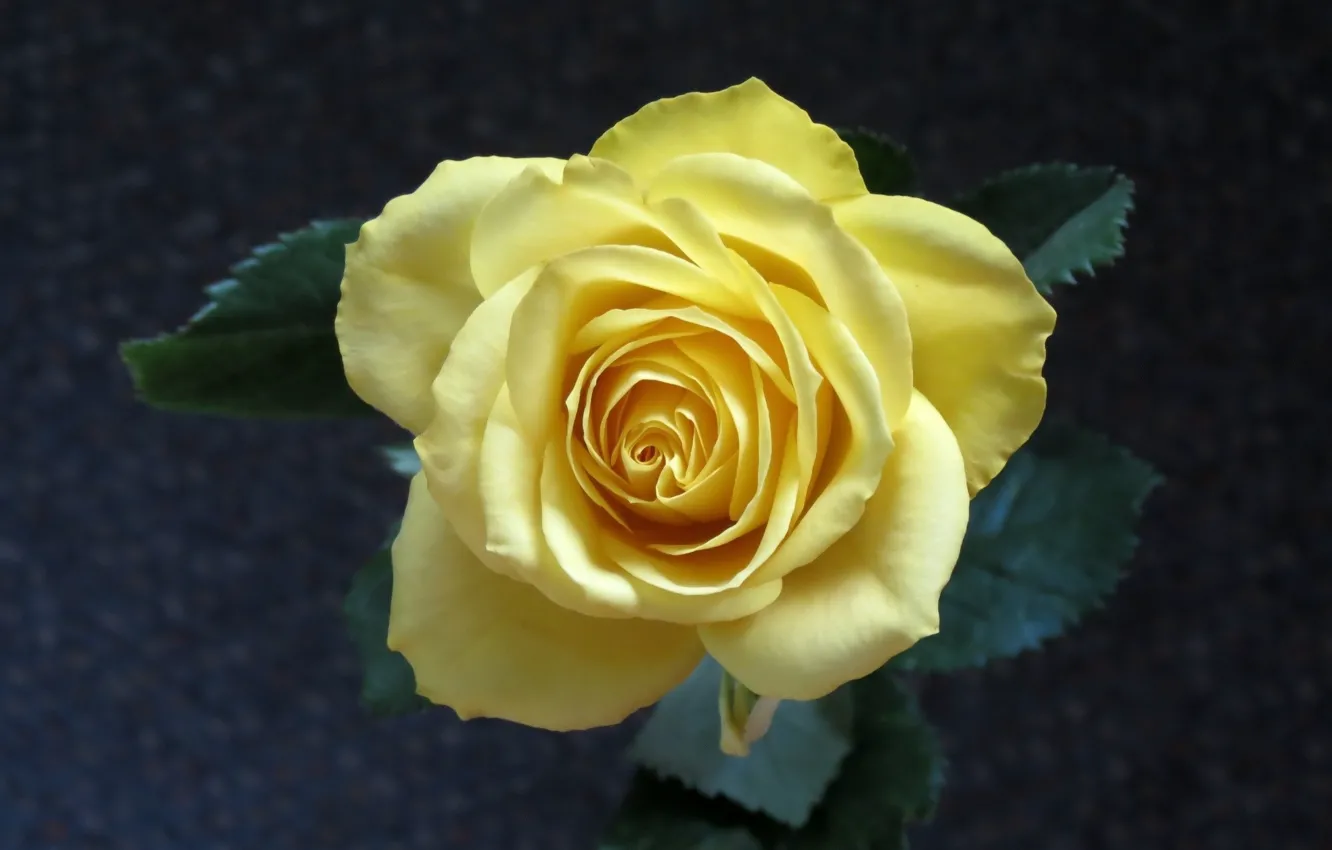 Photo wallpaper flower, rose, yellow rose
