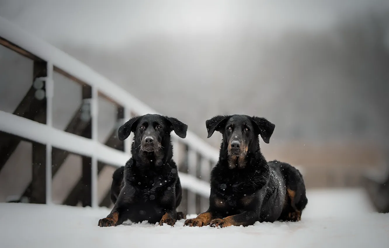 Photo wallpaper winter, dogs, snow