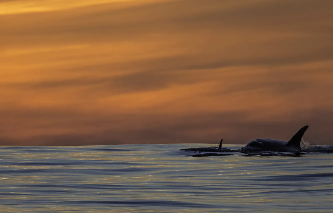 Photo wallpaper Pacific Ocean, sunset, killer whales, Orca
