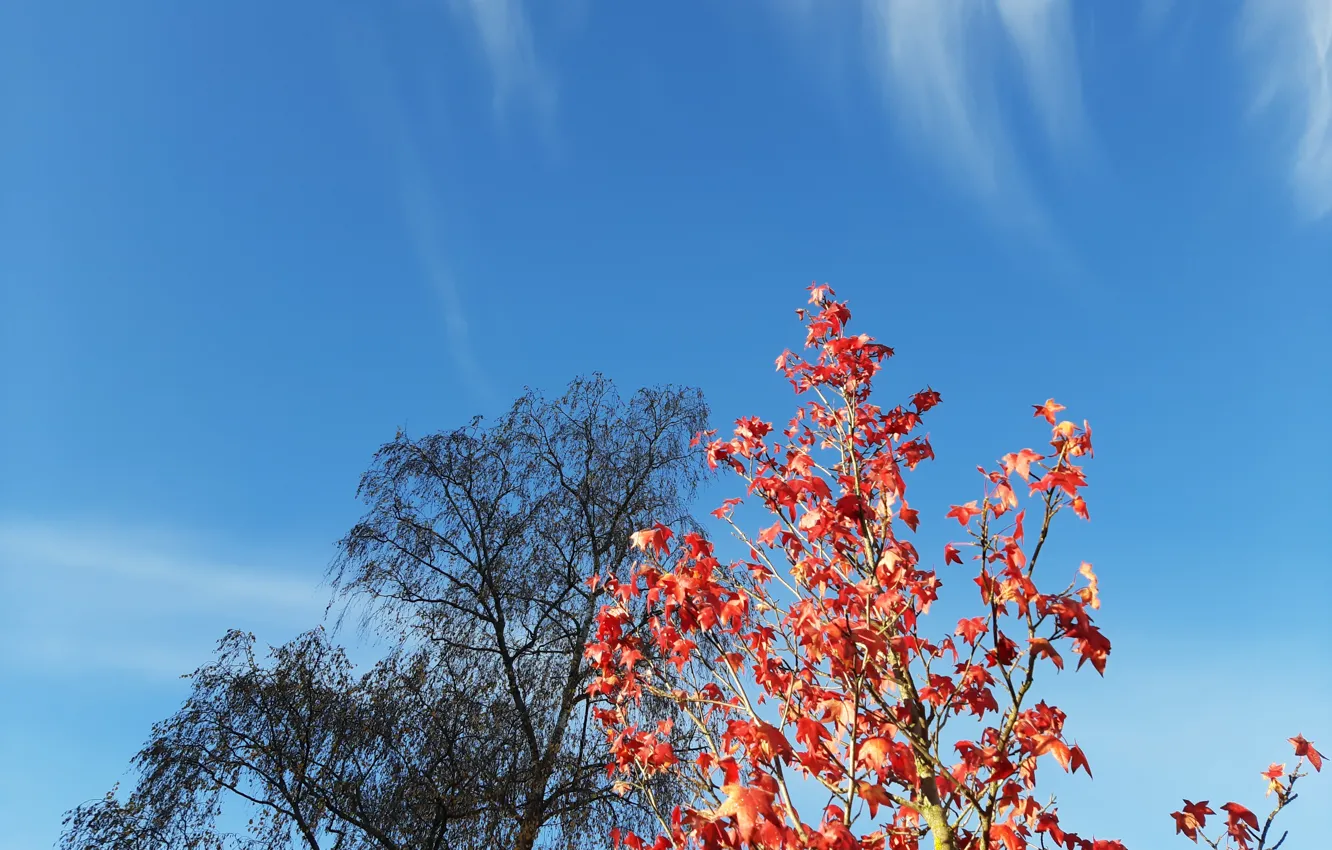 Photo wallpaper trees, autumn, tree, sky blue, red leaves, fall leaves, tree with red leaves