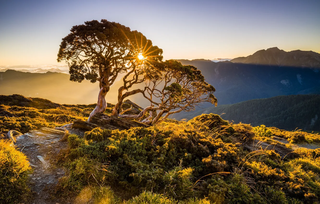 Photo wallpaper grass, the sun, rays, light, trees, mountains, nature, fog