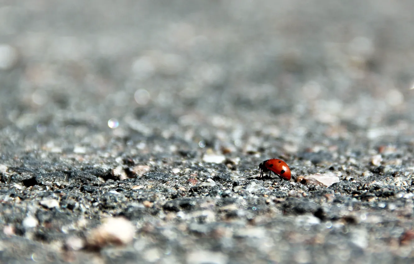 Photo wallpaper beetle, ladybug, Of GOD