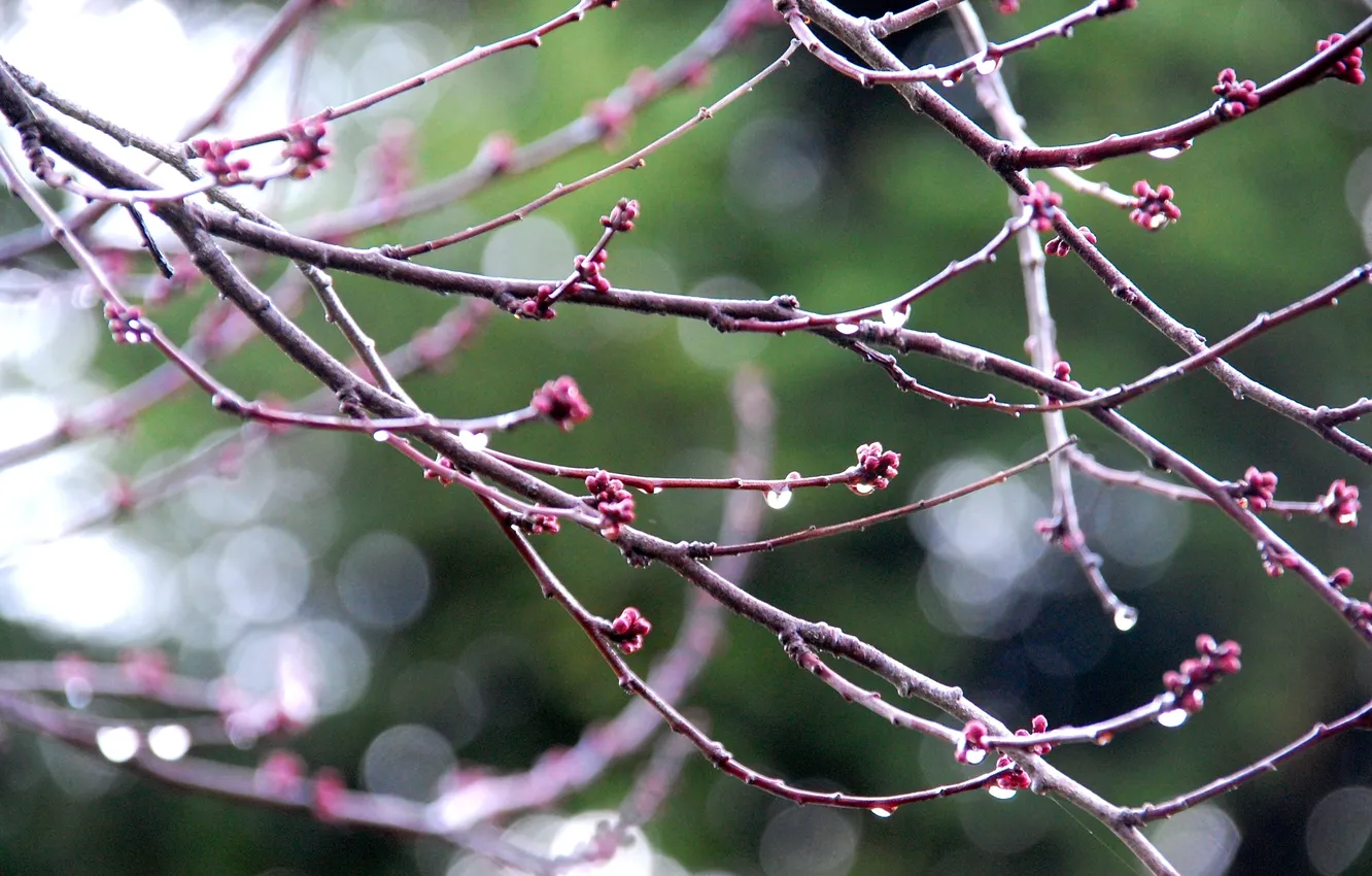 Photo wallpaper drops, branches, rain, macro, blur, Nikon D40, drops on branches