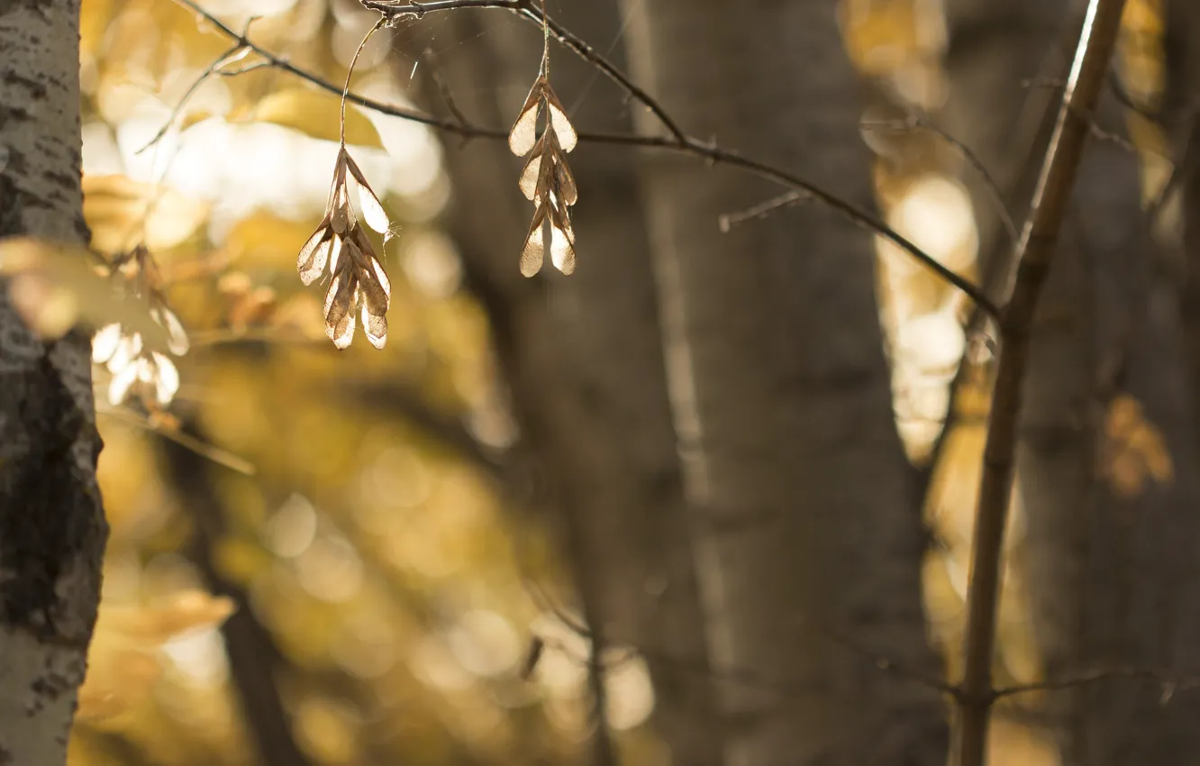 Photo wallpaper autumn, trees, nature