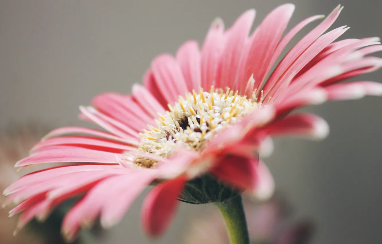 Photo wallpaper petals, pink, gerbera
