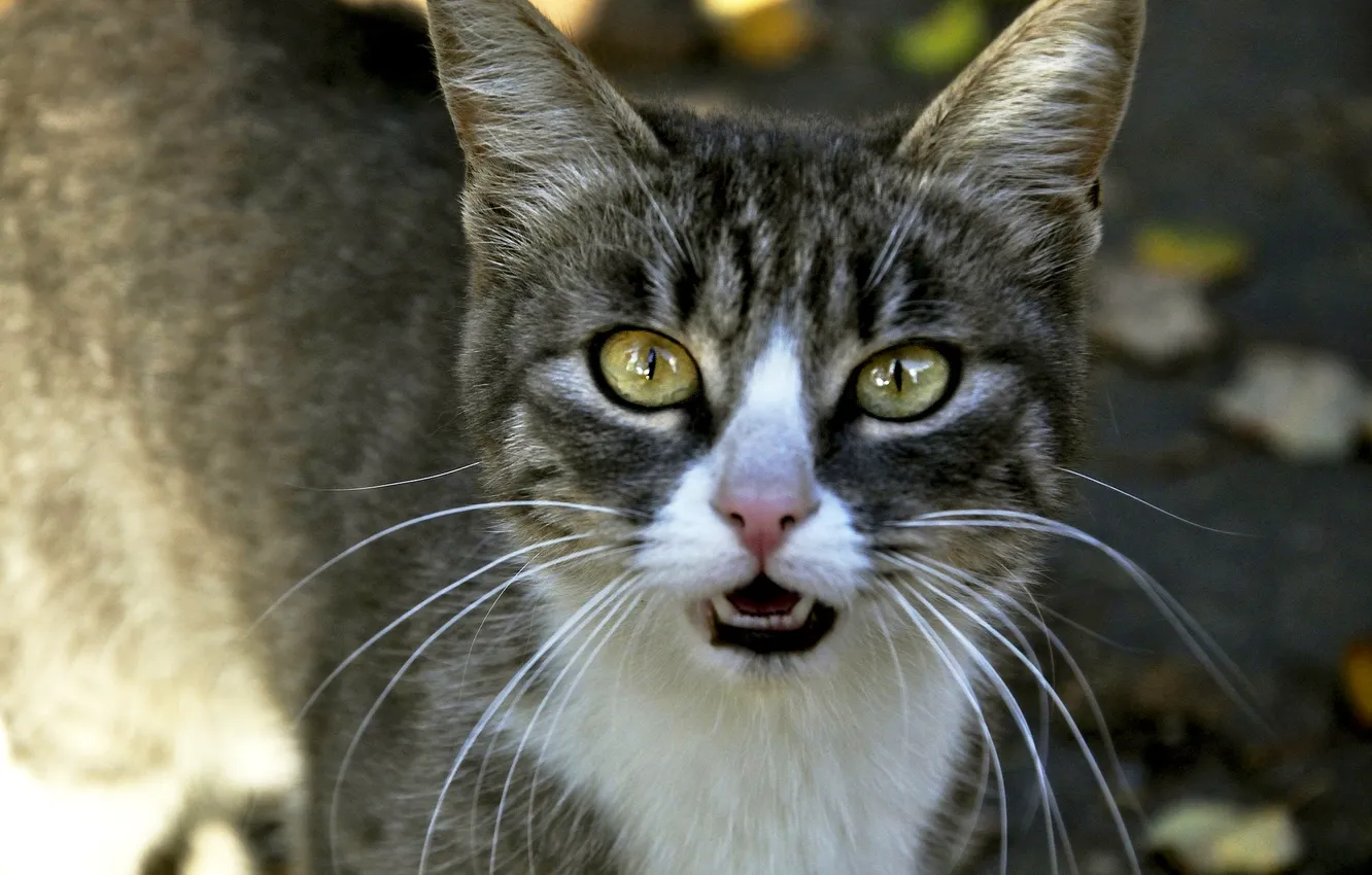 Photo wallpaper cat, cat, mustache, look, pose, portrait, mouth, face