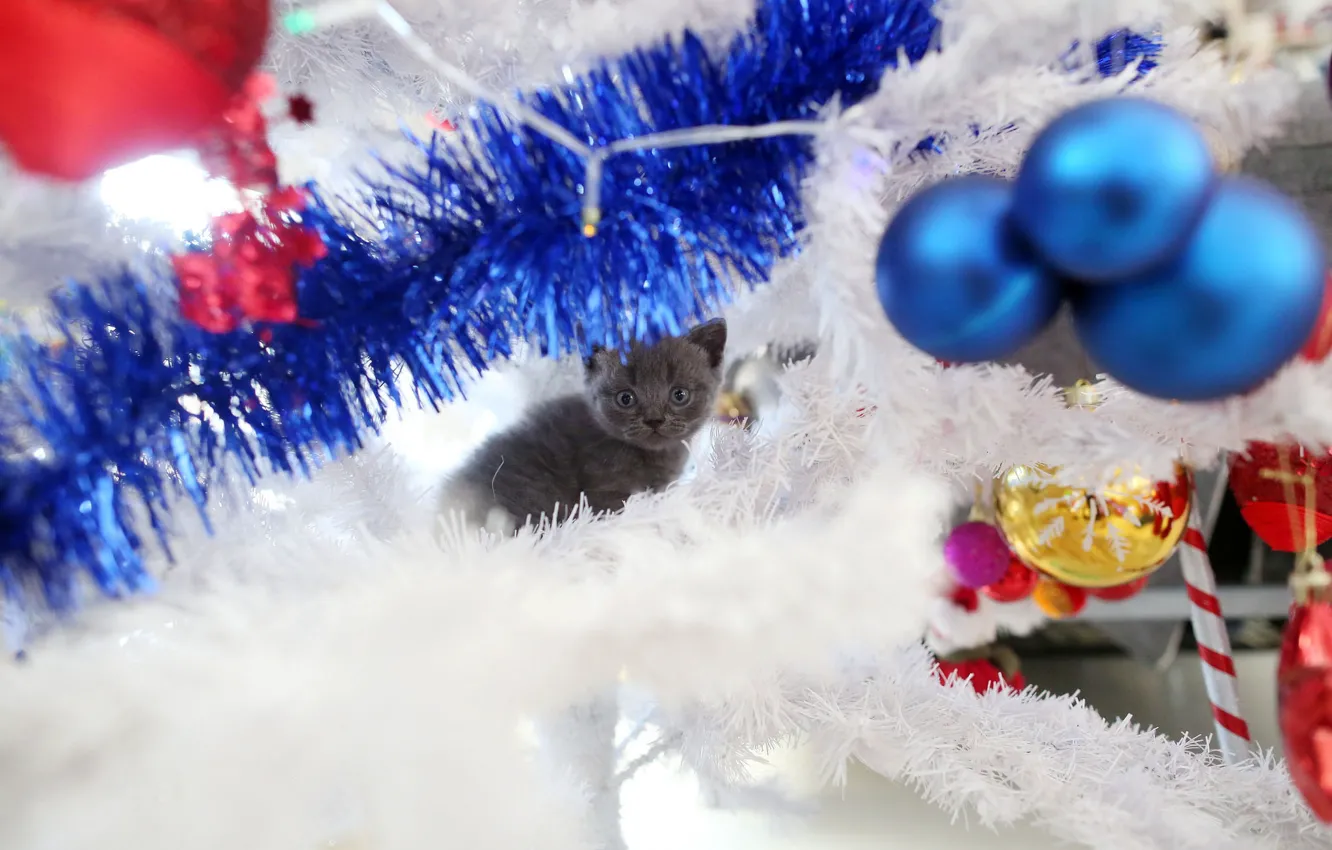 Photo wallpaper cat, look, balls, decoration, kitty, grey, holiday, toys