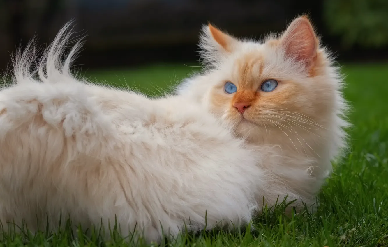 Photo wallpaper cat, grass, cat, look, kitty, portrait, spring, fluffy