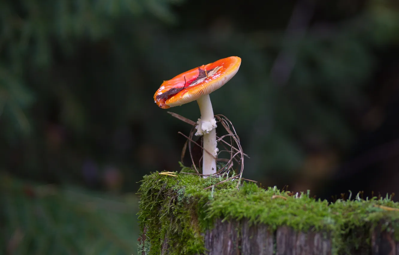 Photo wallpaper autumn, forest, nature, mushrooms, mushroom