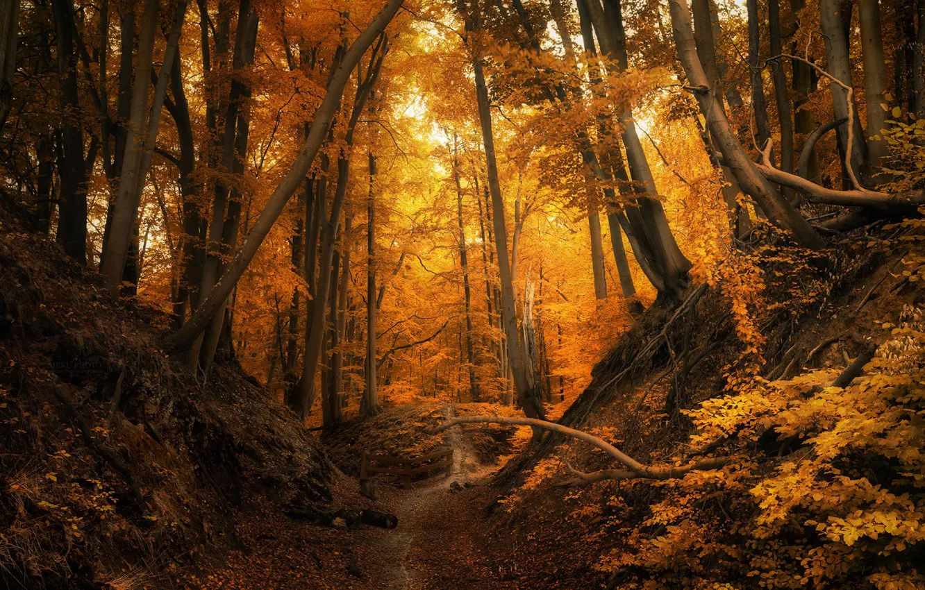 Photo wallpaper autumn, forest, trees, Poland, path, Luke Sieku