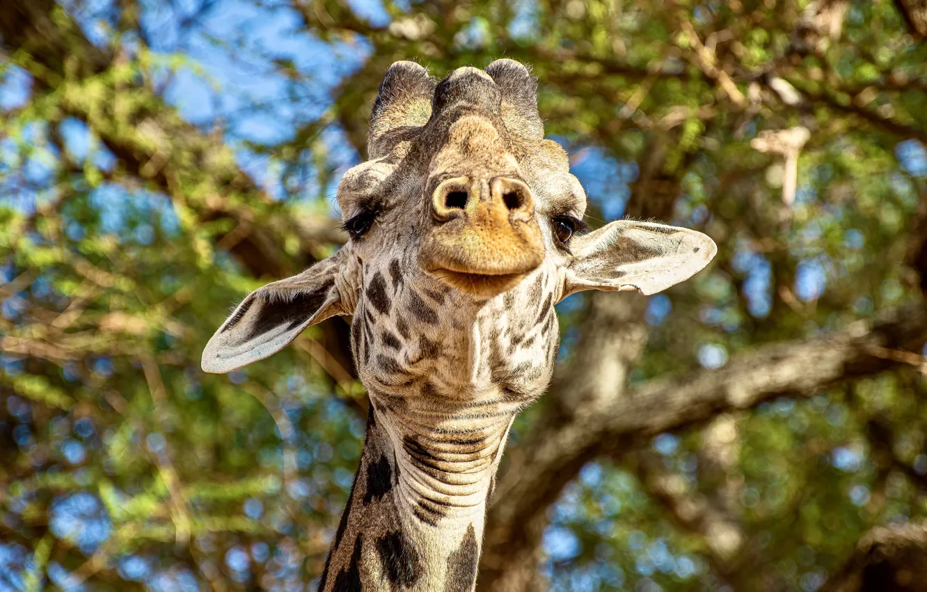 Photo wallpaper face, portrait, giraffe, bokeh