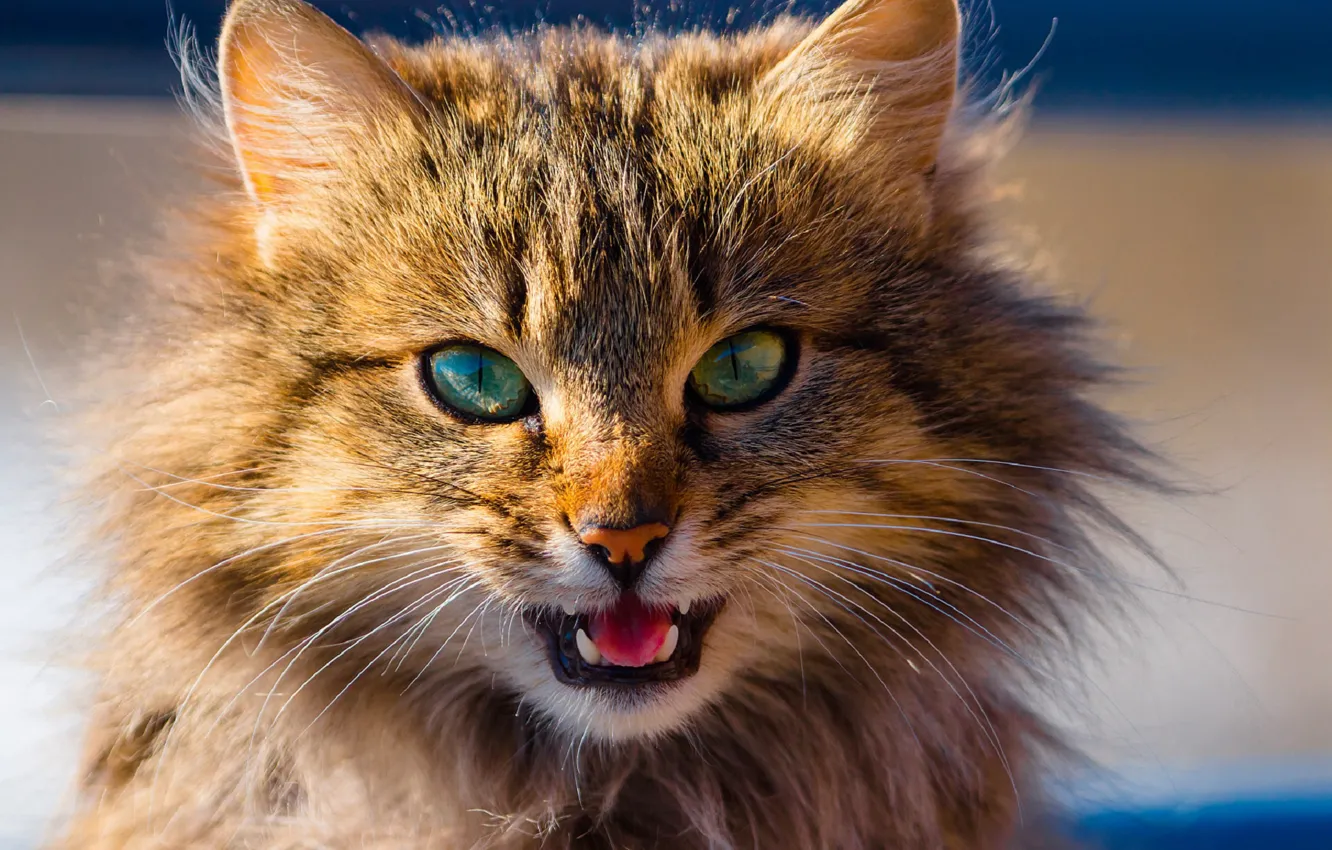 Photo wallpaper muzzle, fluffy cat, meows