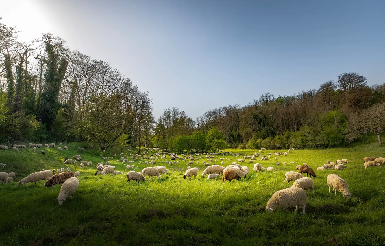 Photo wallpaper greens, field, nature, sheep, pasture, meadow, sheep, cattle