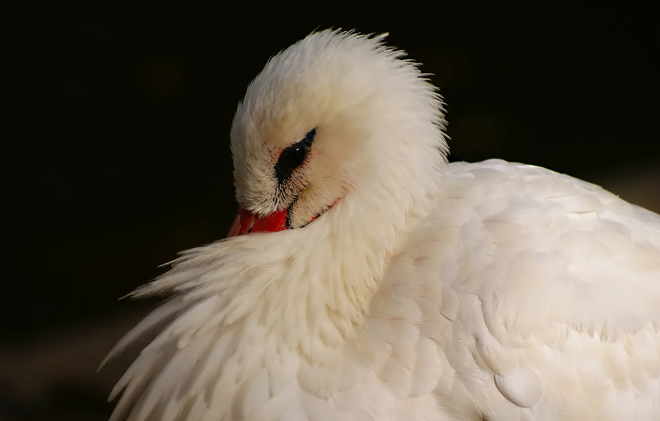Photo wallpaper bird, white, Heron, tail, hid