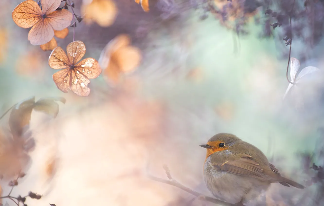 Photo wallpaper leaves, branches, nature, collage, bird, Robin, Robin, Flycatcher