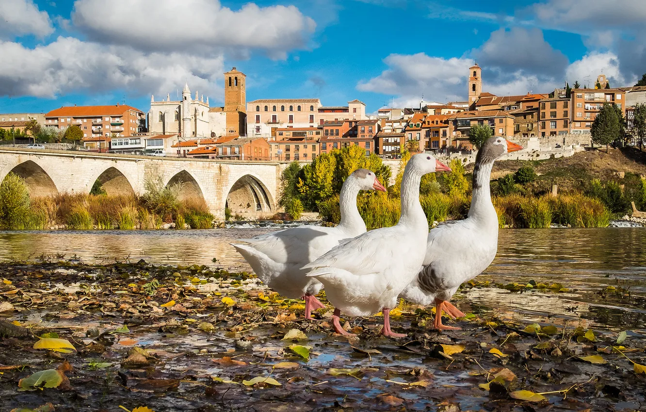 Photo wallpaper look, leaves, clouds, bridge, the city, pose, blue, bird