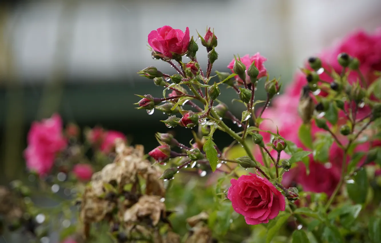 Photo wallpaper drops, branches, roses, garden, after the rain, pink, bokeh, rose Bush