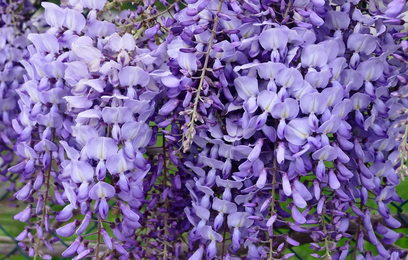 Photo wallpaper flowers, branches, spring, a lot, inflorescence, lilac, bokeh, Wisteria