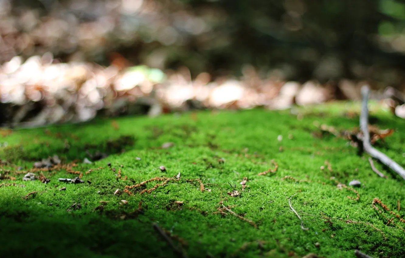 Photo wallpaper greens, macro, branches, nature