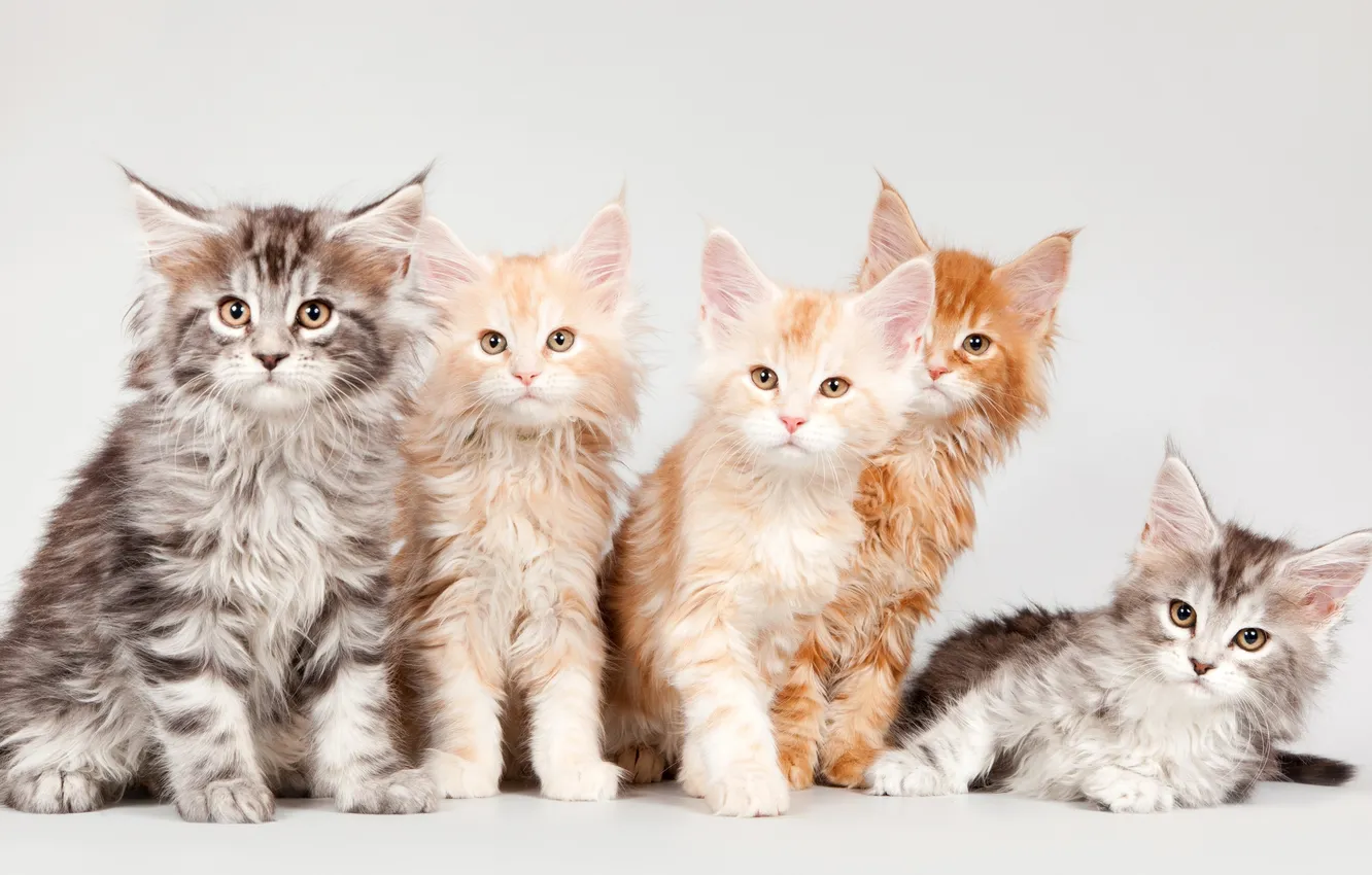 Photo wallpaper kittens, Maine Coon, quintet