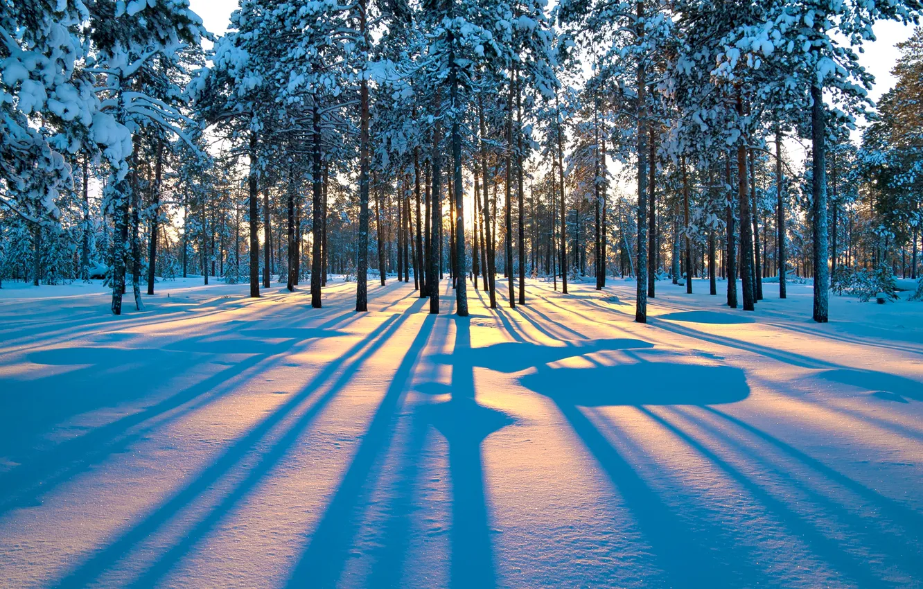 Photo wallpaper winter, forest, rays, snow, trees, sunset