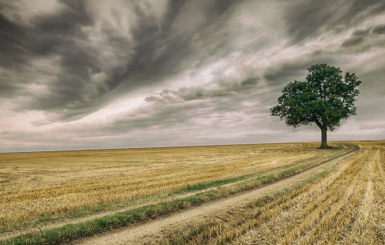 Photo wallpaper field, trees, clouds