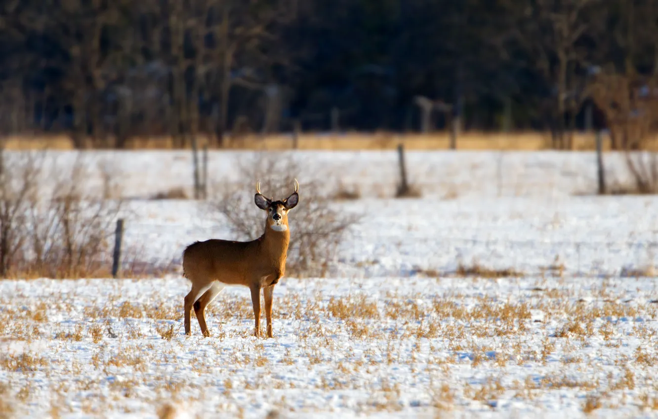 Photo wallpaper grass, snow, the fence, deer, horns, grass, horns, snow