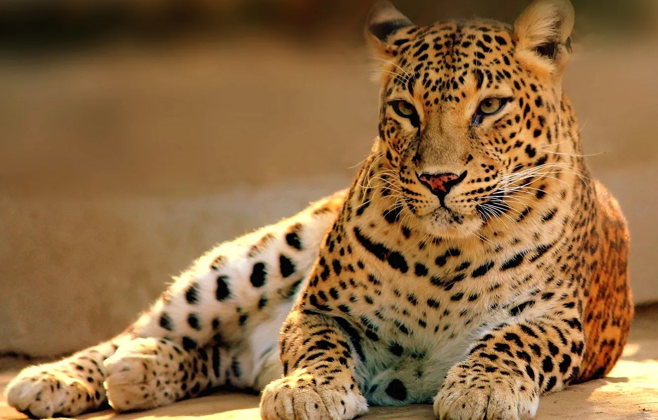 Photo wallpaper predator, leopard, wild cats, big cat, closeup