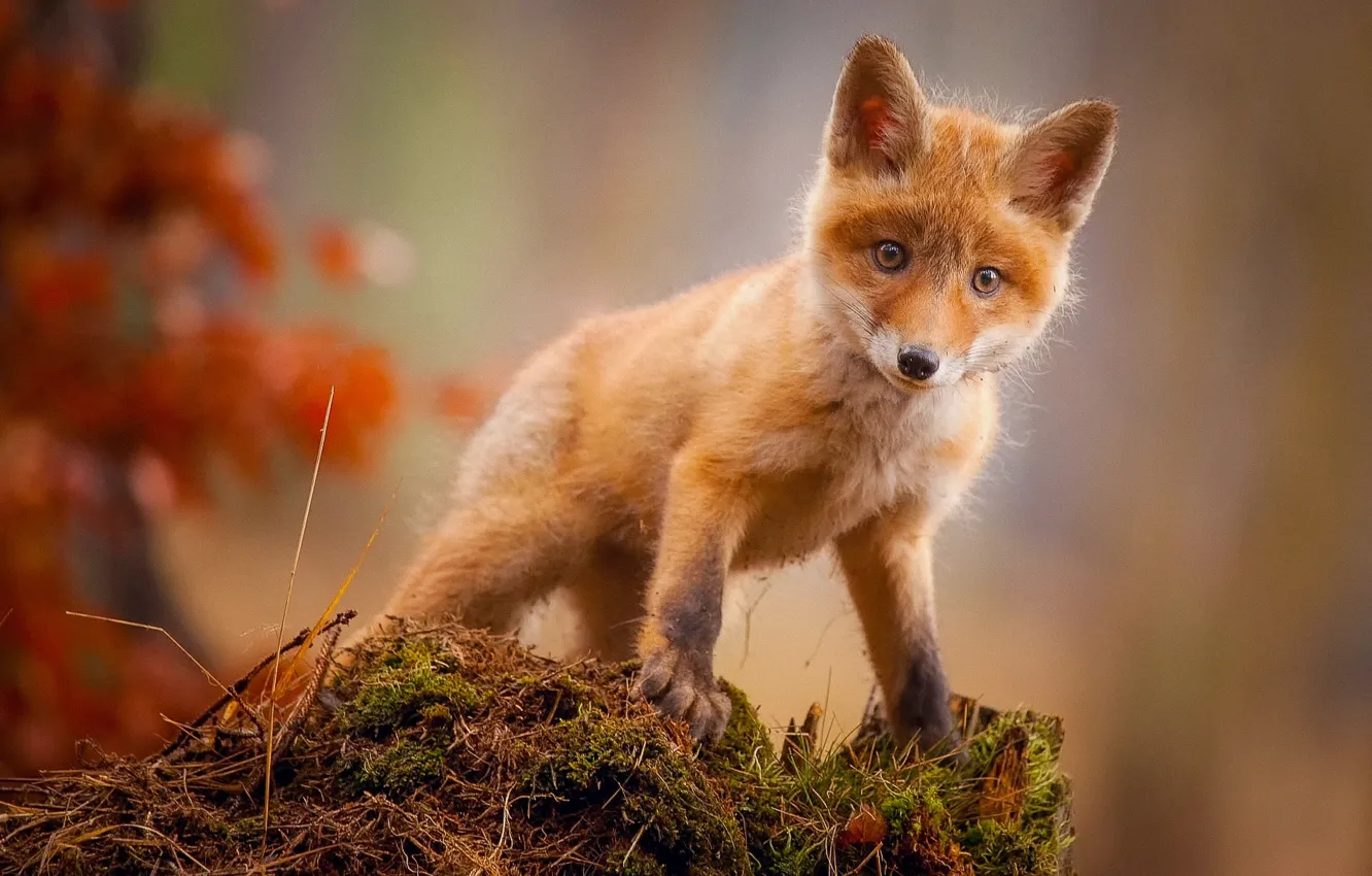 Photo wallpaper Fox, animal, baby fox