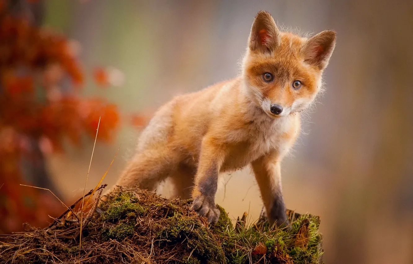 Photo wallpaper fox, animal, baby fox