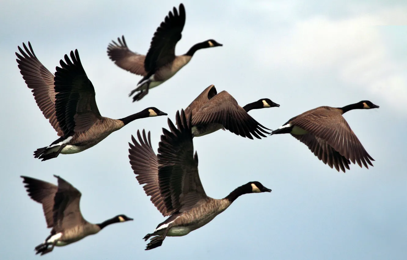 Photo wallpaper bird, Wallpaper, picture, birds, geese, Flies, Geese, In flight