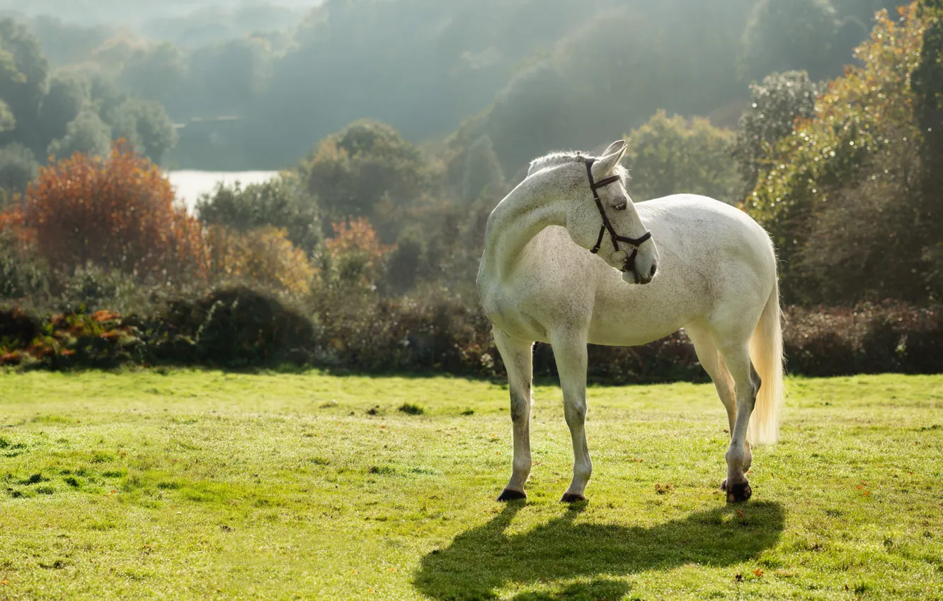 Photo wallpaper white, pose, horse, horse, nature, trees, field, grass