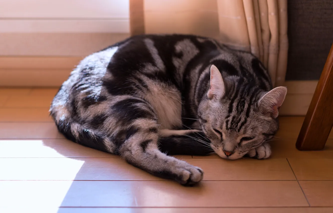 Photo wallpaper cat, cat, face, light, comfort, house, grey, stay