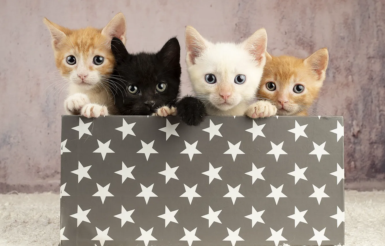Photo wallpaper cat, white, box, black, red, kitty, face, stars