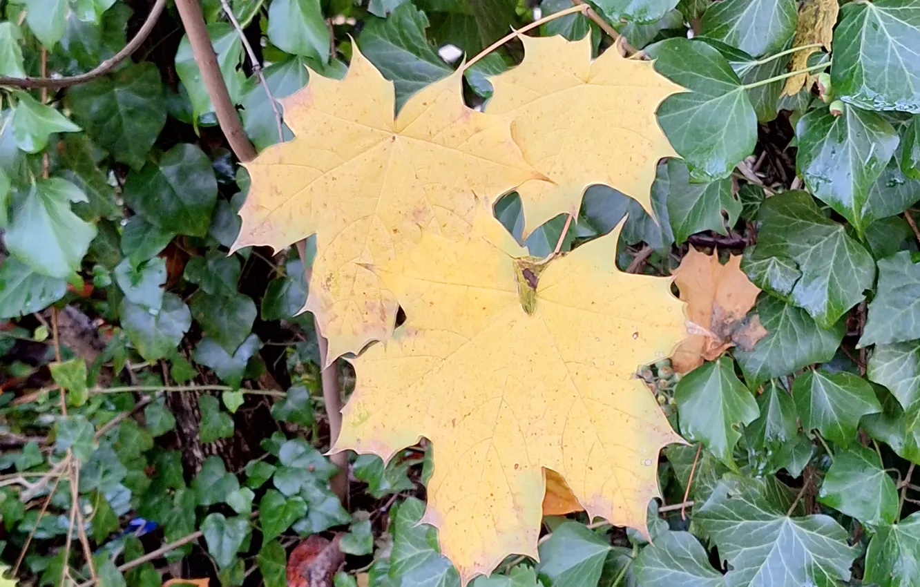 Photo wallpaper Leaves, clone, Ivy