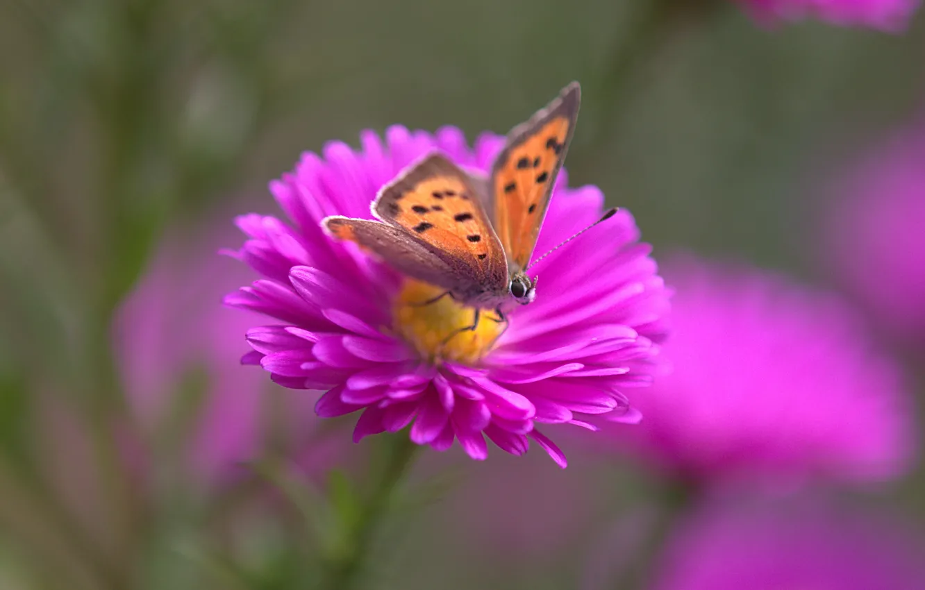 Photo wallpaper macro, flowers, butterfly, red, pink, bokeh, asters