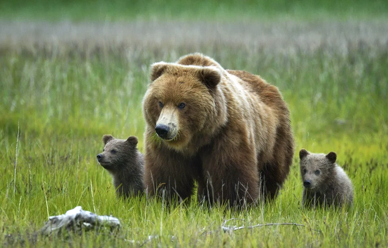 Photo wallpaper grass, nature, Alaska, Bears, bears, bear, Grizzly