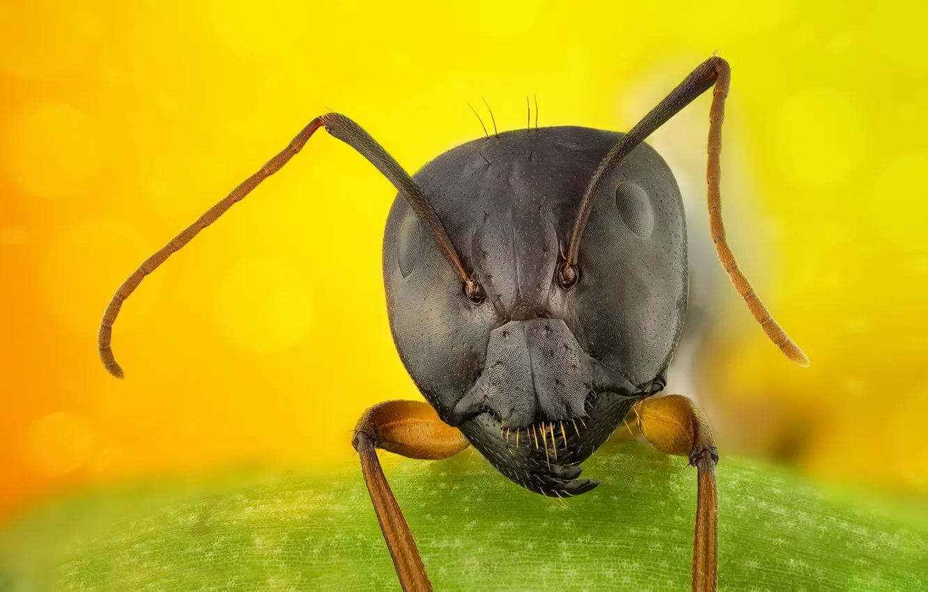 Photo wallpaper macro, background, ant