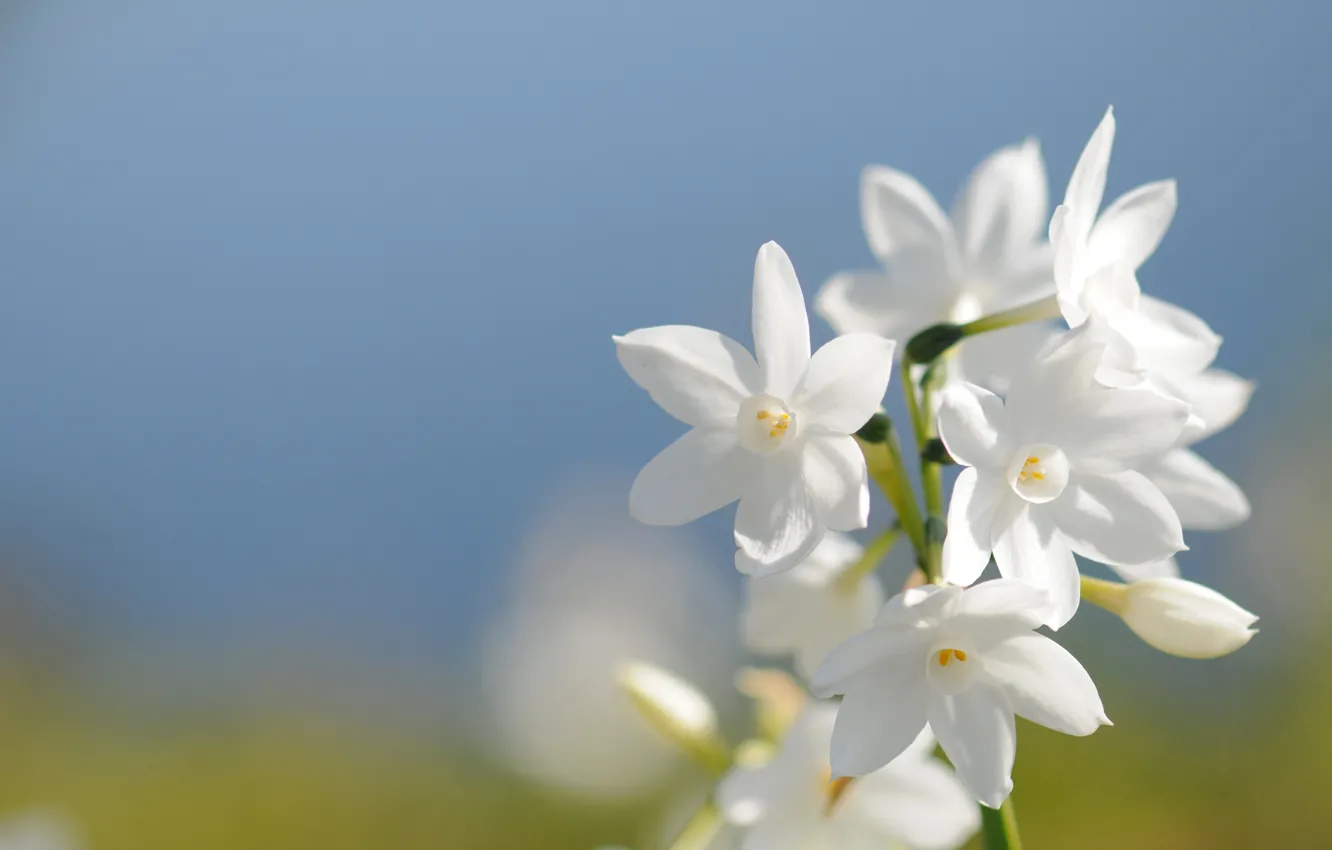Photo wallpaper the sky, spring, petals, daffodils