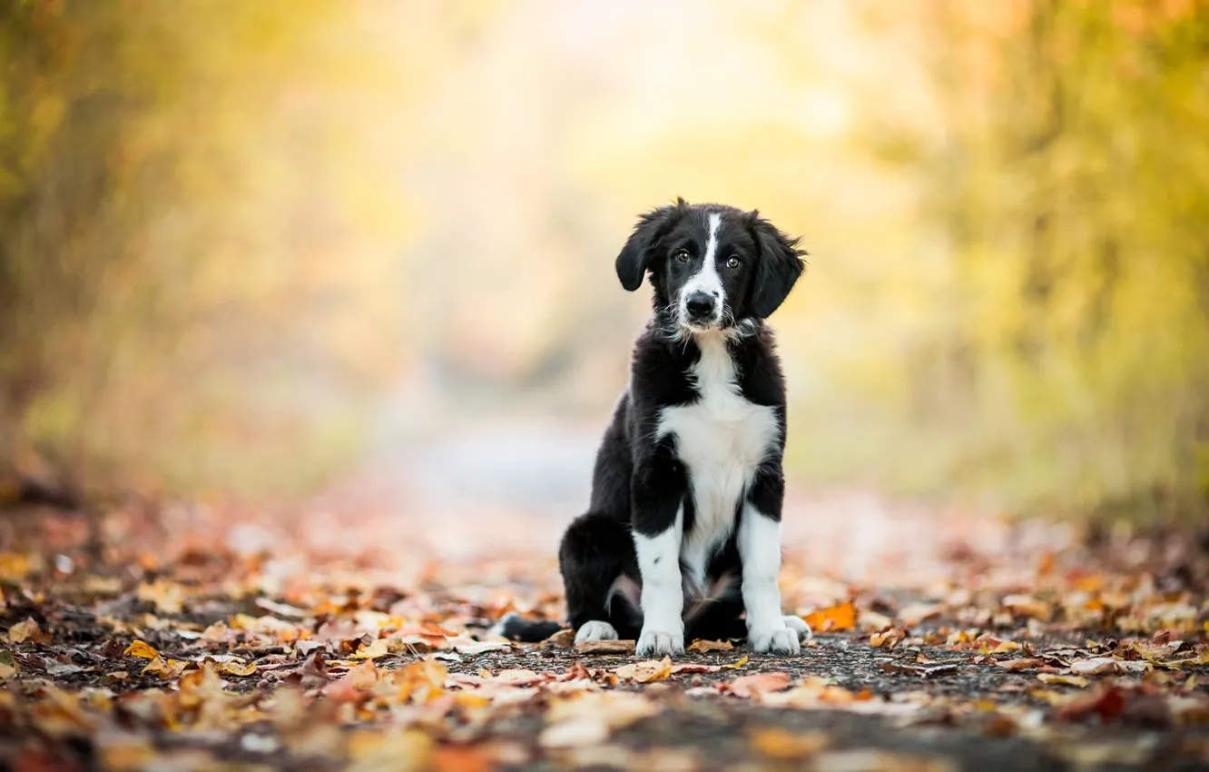 Photo wallpaper road, autumn, forest, look, nature, pose, Park, background