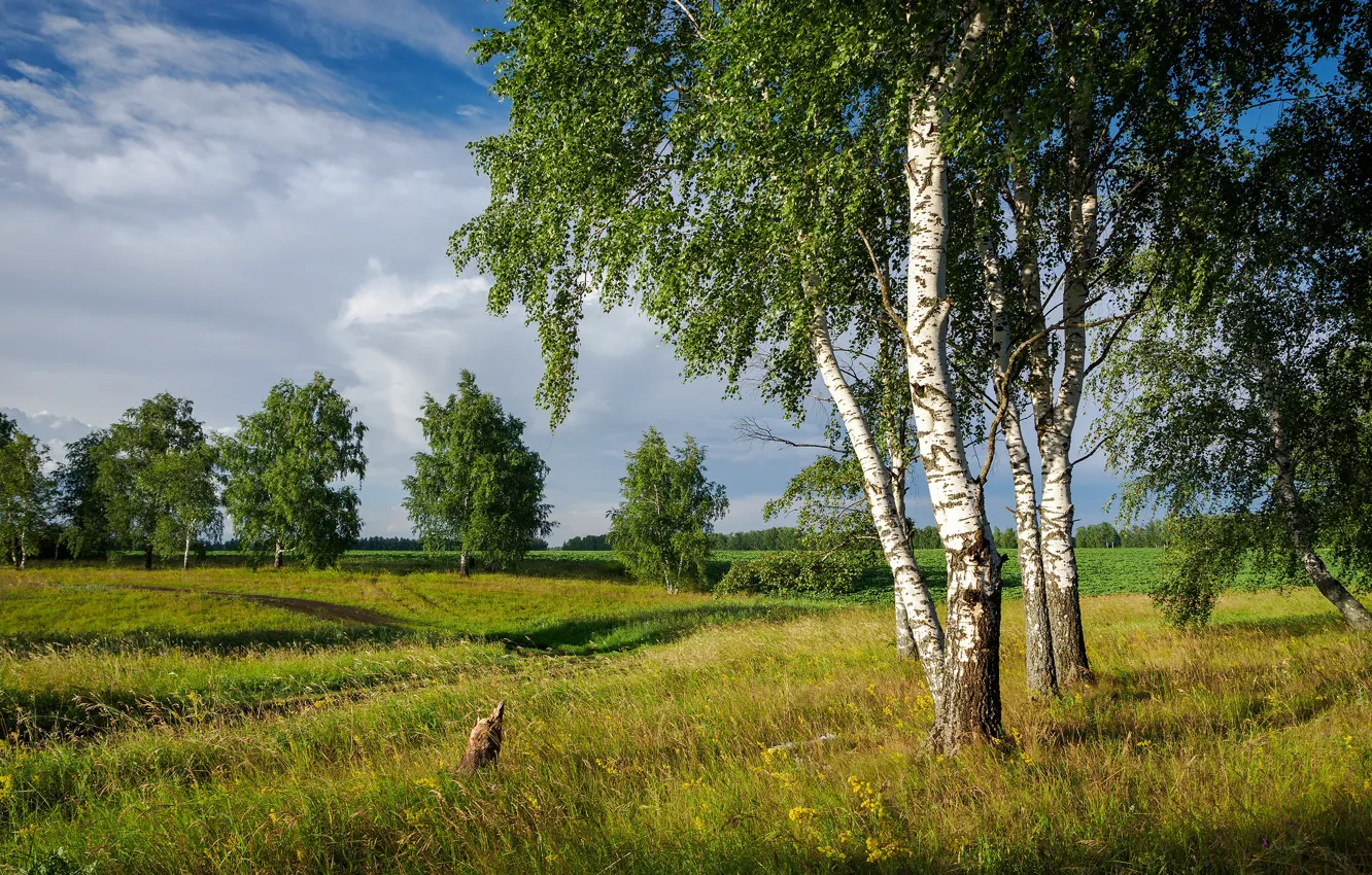 Photo wallpaper field, grass, birch