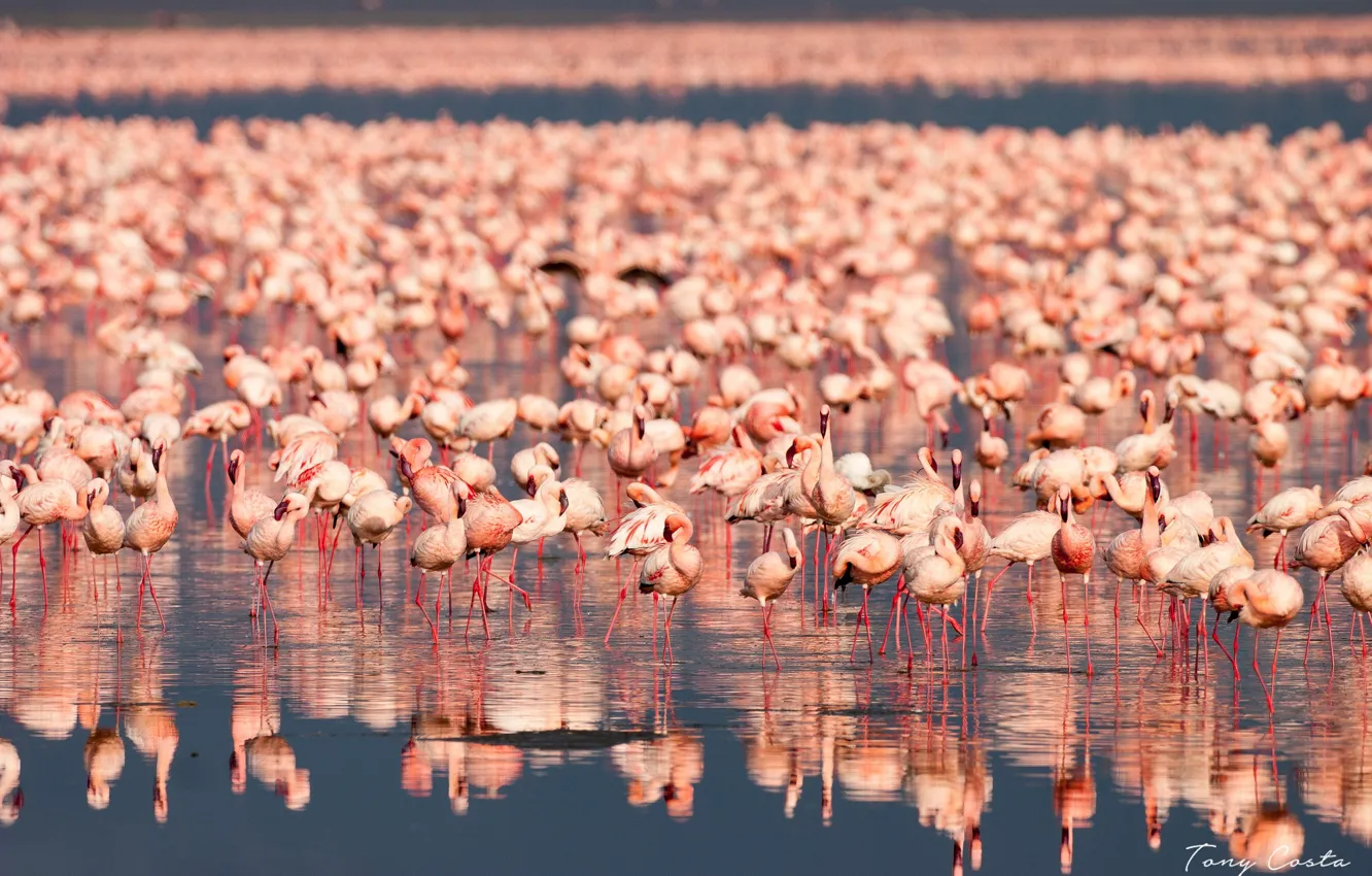 Photo wallpaper water, reflection, bird, pack, Flamingo