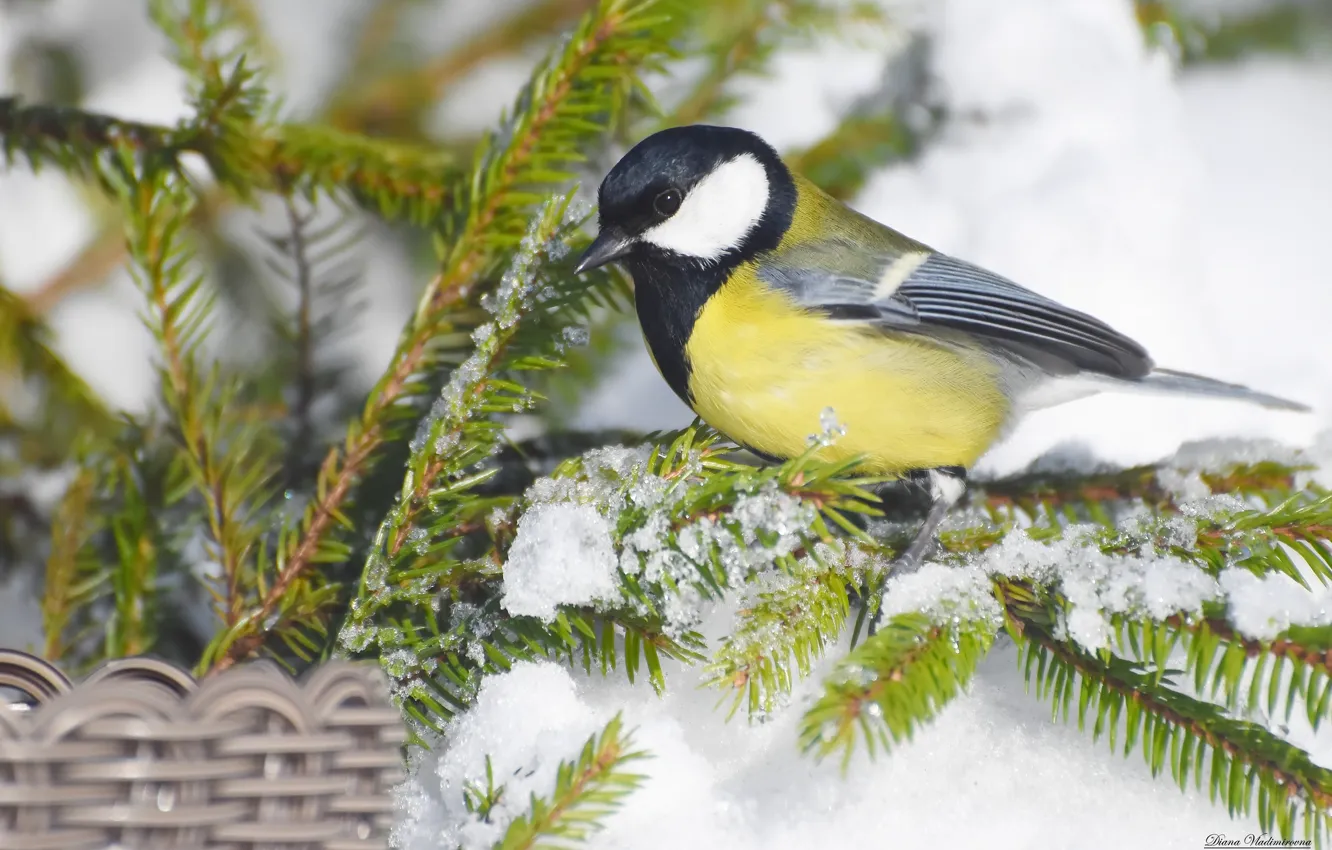 Photo wallpaper winter, bird, tit, photohunt