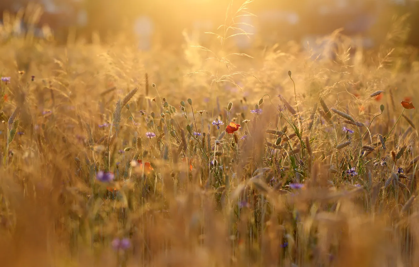 Photo wallpaper field, light, flowers, rye, Maki, meadow, ears, field