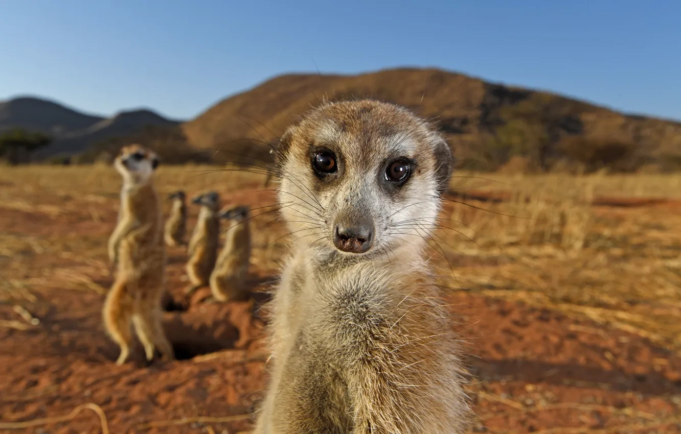 Photo wallpaper look, face, meerkats, Savannah, South Africa, South Africa, savannah, Kalahari