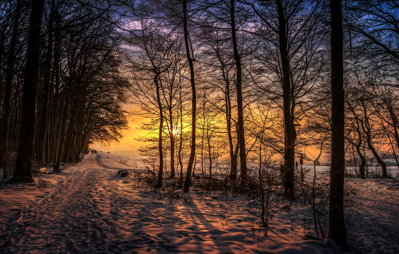 Photo wallpaper the sun, snow, trees, treatment, Sunset walk