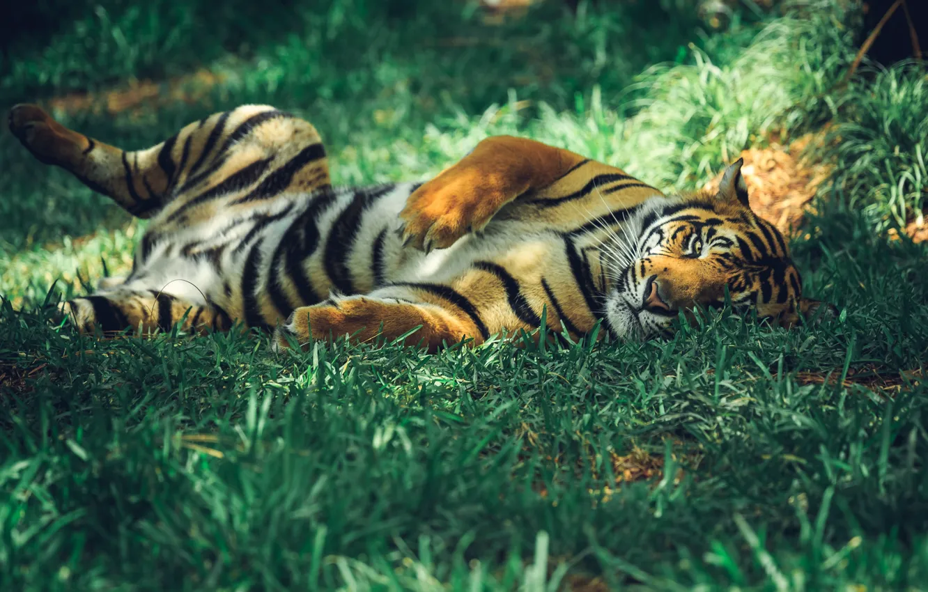 Photo wallpaper grass, look, light, tiger, pose, stay, paws, lies