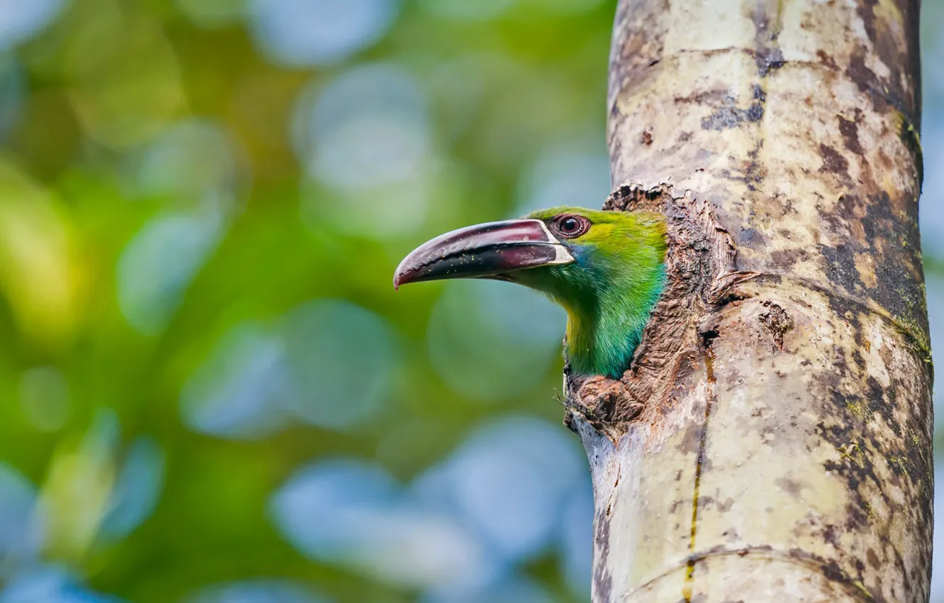 Photo wallpaper trees, bird, beak, Ecuador, Will toucanet
