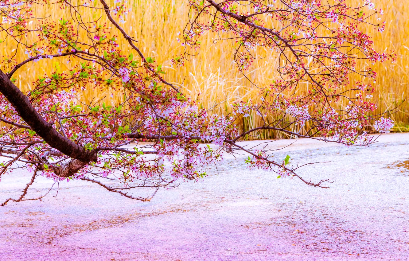 Photo wallpaper flowers, branches, spring, Sakura, pink, flowering, pond